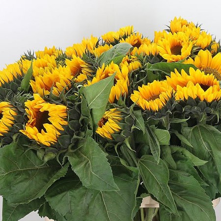 Sunflowers Vincent's Fresh