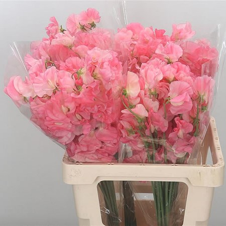 Sweet Peas JP Dark Salmon