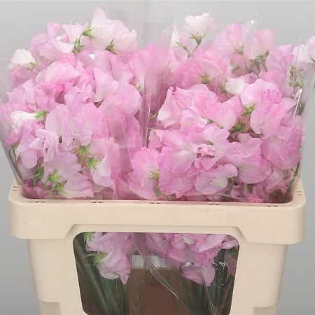 Sweet Peas JP Pale Pink