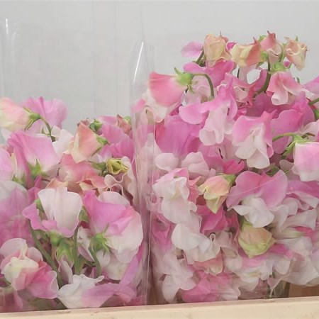 Sweet Peas Koi Shikibu