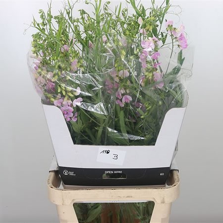 Sweet Peas Latifolium Pale Pink