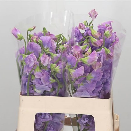 Sweet Peas Lavender