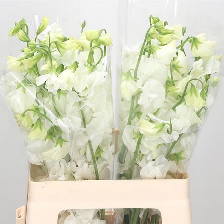 Sweet Peas Marronier