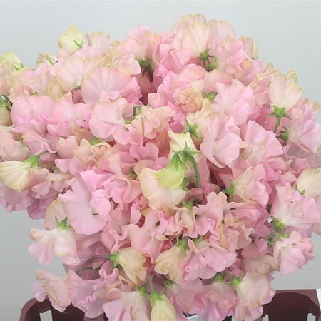 Sweet Peas Misty Salmon