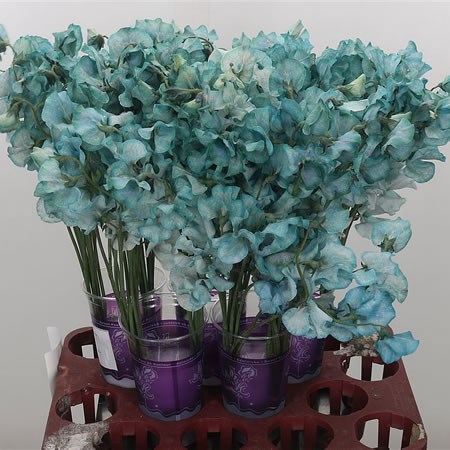Sweet Peas Parfum Blue Magic (Dyed)