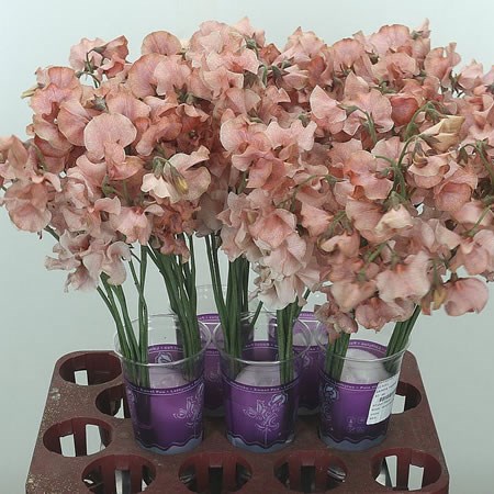 Sweet Peas Parfum Brownies