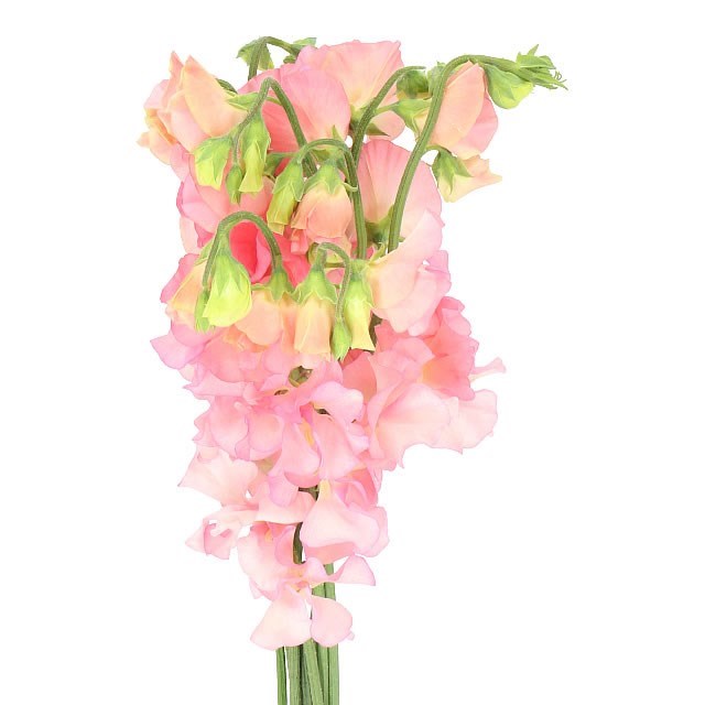 Sweet Peas Parfum Salmon