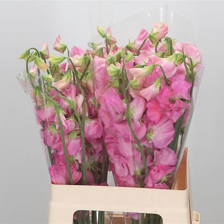 Sweet Peas Pink Rum