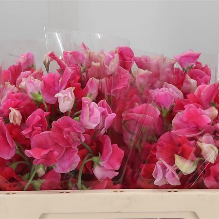 Sweet Peas Scarlett