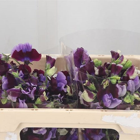 Sweet Peas Shikibu