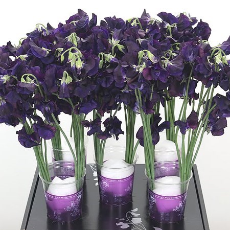 Sweet Peas Venti Blue