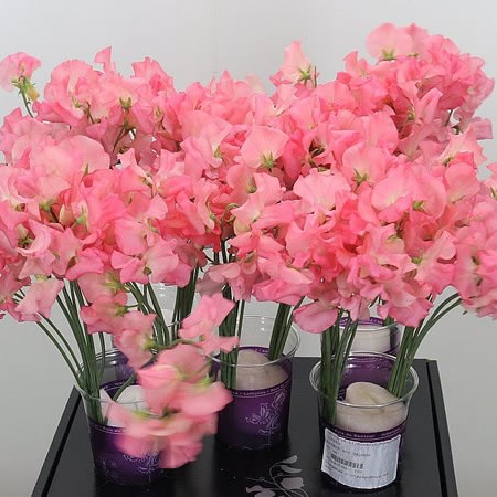 Sweet Peas Venti Hot Salmon