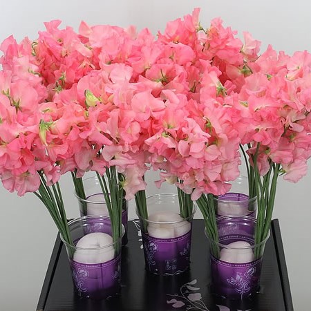 Sweet Peas Venti Hot Salmon