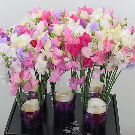 Sweet Peas Venti Mix