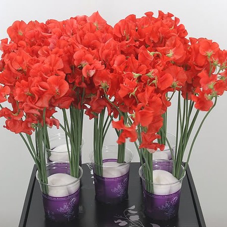 Sweet Peas Venti Orange