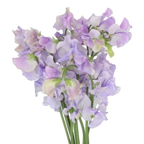 Sweet Peas Wedding Lavender