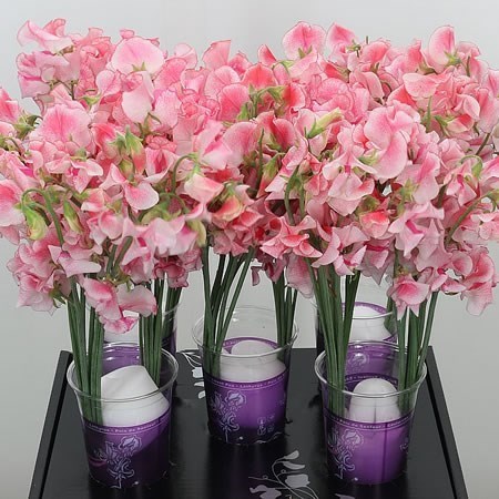 Sweet Peas Wedding Pink