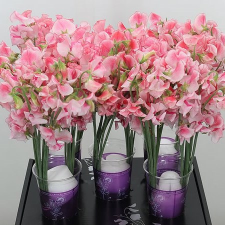 Sweet Peas Wedding Pink