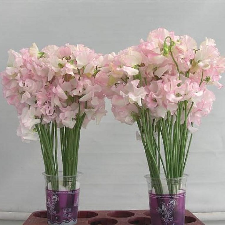 Sweet Peas Wedding White