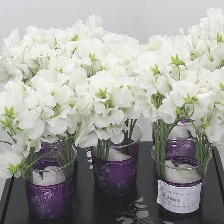 Sweet Peas White