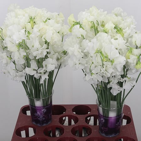 Sweet Peas White