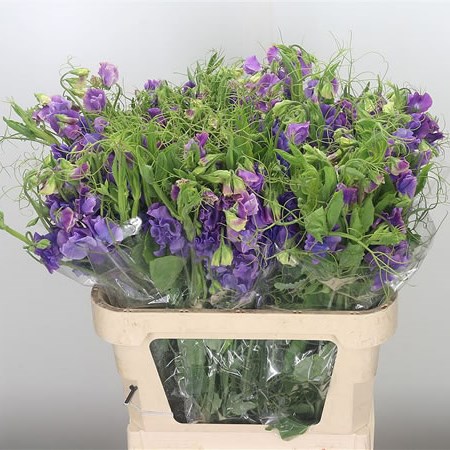 Sweet Peas XL Blue