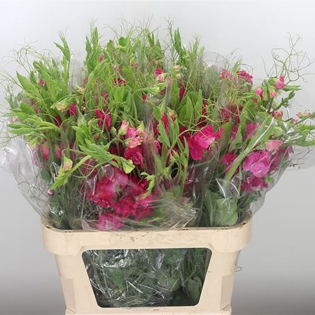 Sweet Peas XL Hot Pink