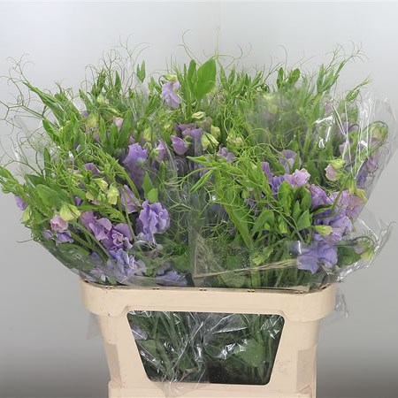 Sweet Peas XL Lavender