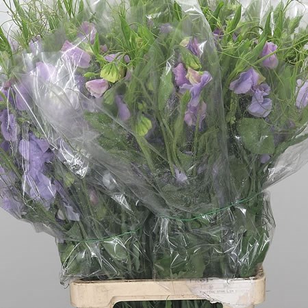 Sweet Peas XL Lavender