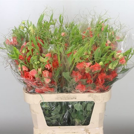 Sweet Peas XL Orange