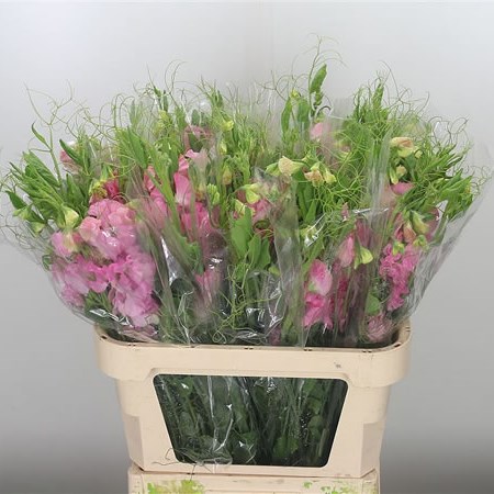 Sweet Peas XL Pink