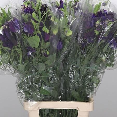 Sweet Peas XL Purple