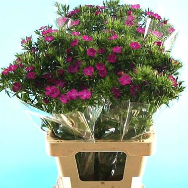 SWEET WILLIAMS AMAZON NEON PURPLE