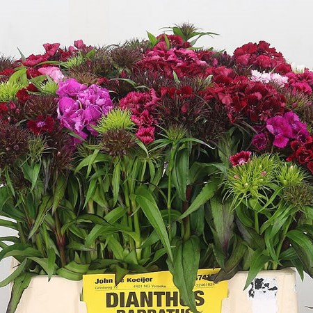 Sweet William Mix (Cols May Vary)