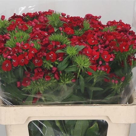 Sweet Williams Amras Red Brenthus