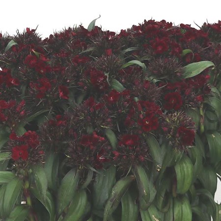 Sweet Williams Dark Red
