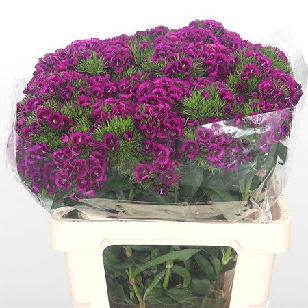 Sweet Williams Purple Elmo