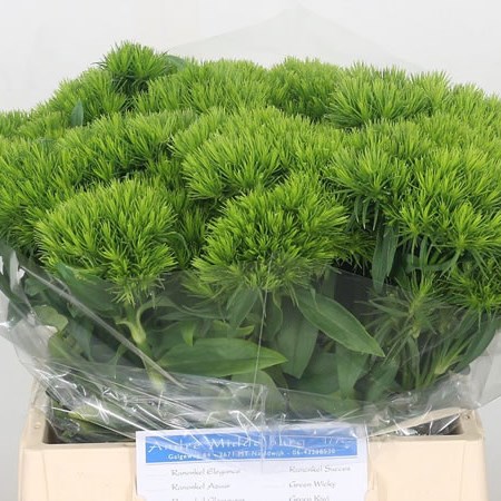 Sweet Williams Green Wicky