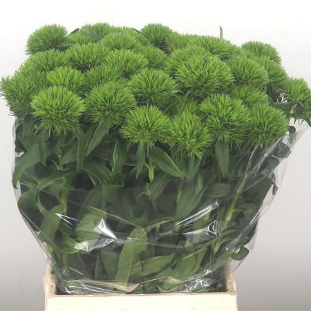 Sweet Williams Green Wicky