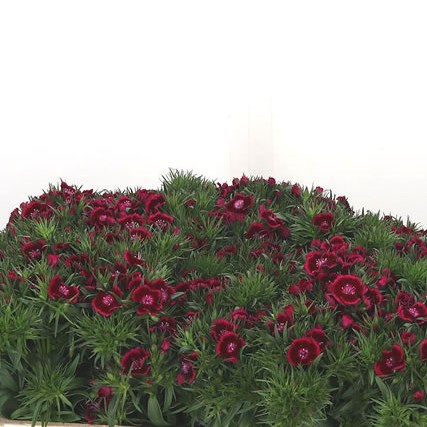 Sweet Williams Jolly Breanthus