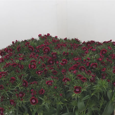 Sweet Williams Jolly Breanthus