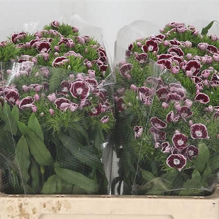 Sweet Williams King Breanthus Bicolour