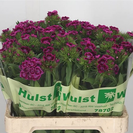 Sweet Williams Purple