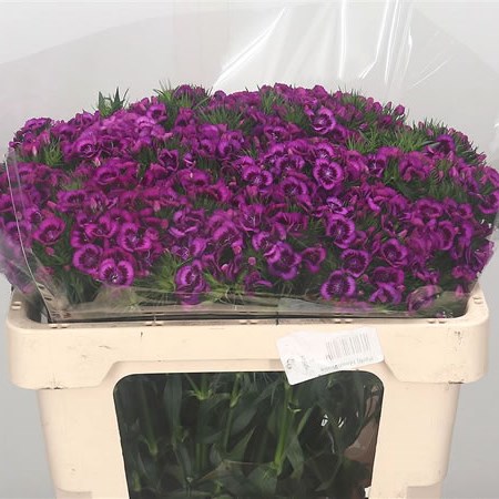 Sweet Williams Purple Elmo