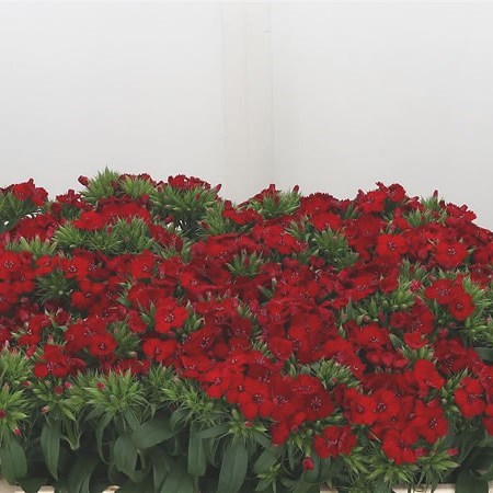 Sweet Williams Red Baron Breanthus
