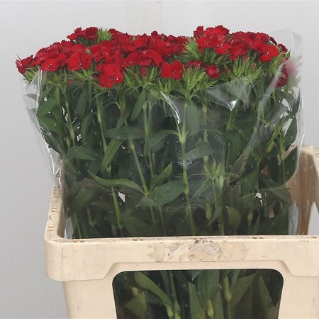 Sweet Williams Red Baron Breanthus