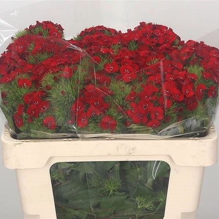 Sweet Williams Red Galahad