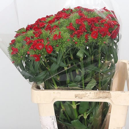 Sweet Williams Red Galahad
