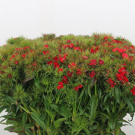 Sweet Williams Scarlet