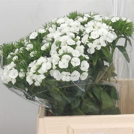 Sweet Williams White Duke Breanthus